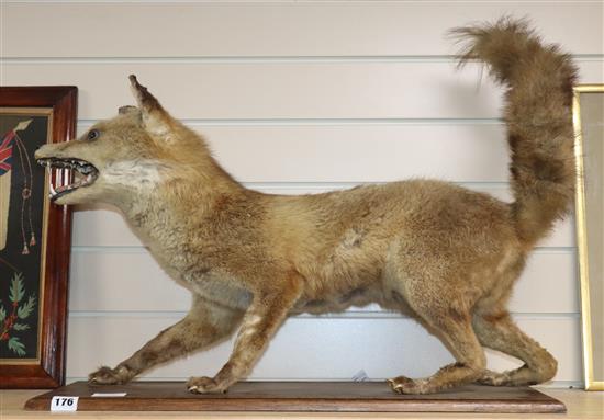 A taxidermic fox